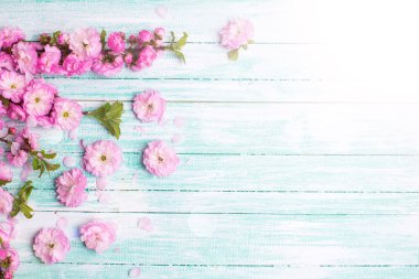 parlak pembe çiçekler