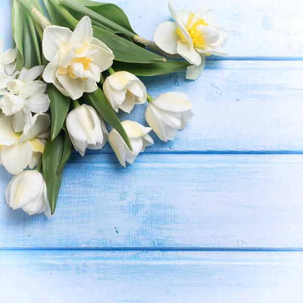Narcis a tulipánů květiny — Stock fotografie