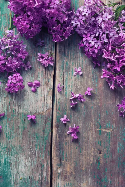 Espléndidas flores lila —  Fotos de Stock