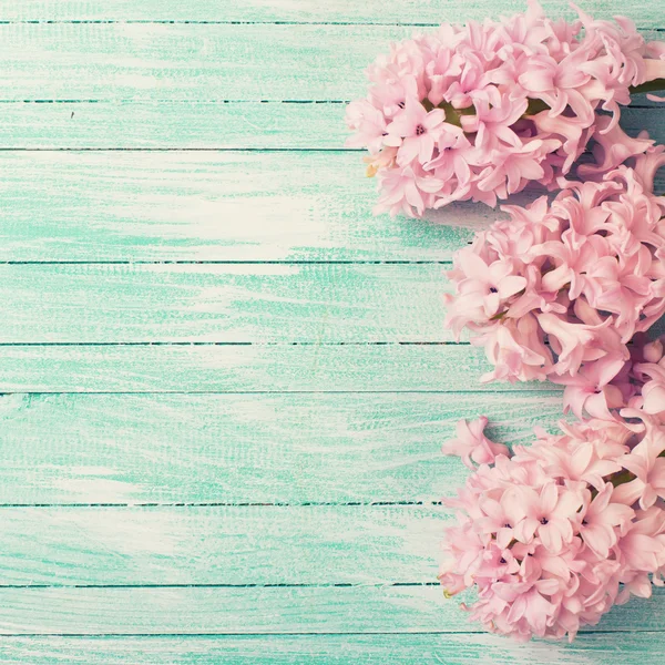 Свежие цветы гиацинты — стоковое фото