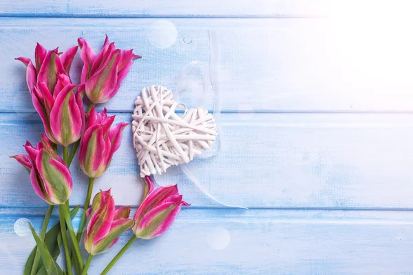 Vacker rosa tulpaner — Stockfoto