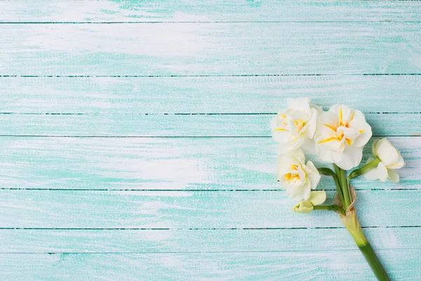 Narcisos frescos sobre madeira — Fotografia de Stock