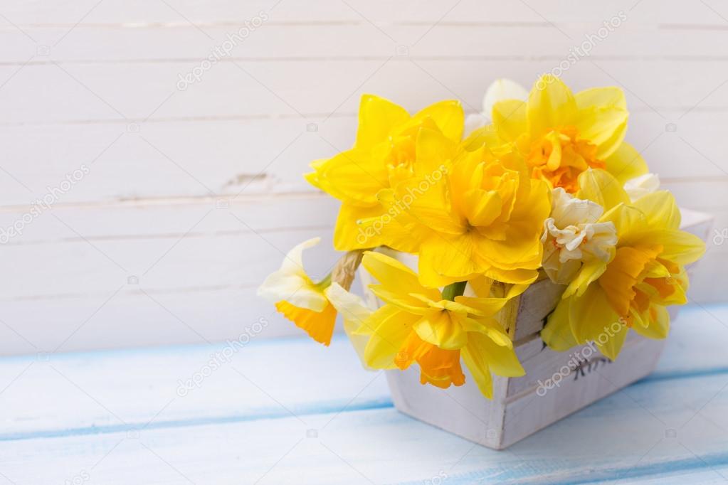 Narcissus in wooden pot
