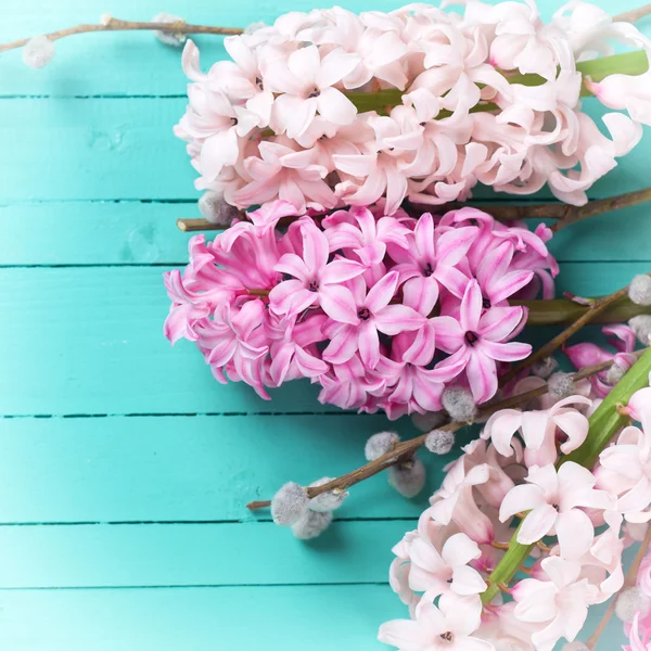 Verse roze hyacinten — Stockfoto