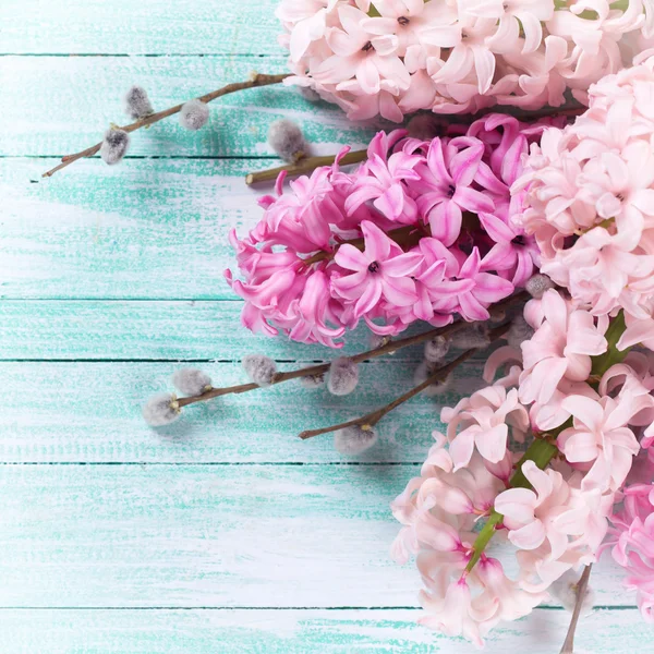 Świeży Hiacynty różowy — Zdjęcie stockowe