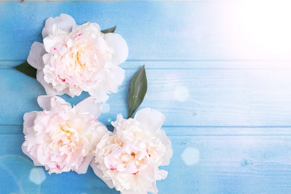 Ahşap üzerine Peonies çiçekler — Stok fotoğraf