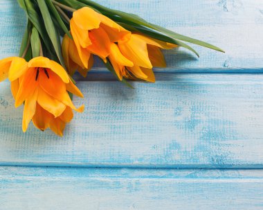 Taze lale çiçekleri