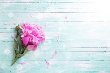 Işık ışını Şakayık çiçeği