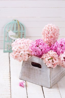 Kutusunda ihale sümbül