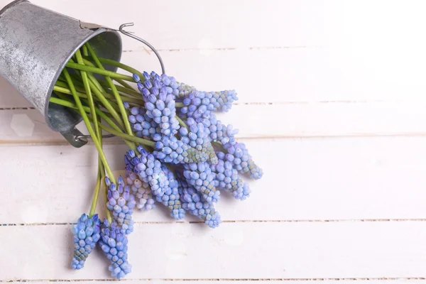 Muscarias frescas em madeira — Fotografia de Stock