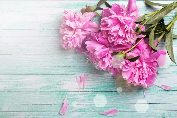 Peonías rosadas frescas — Foto de Stock