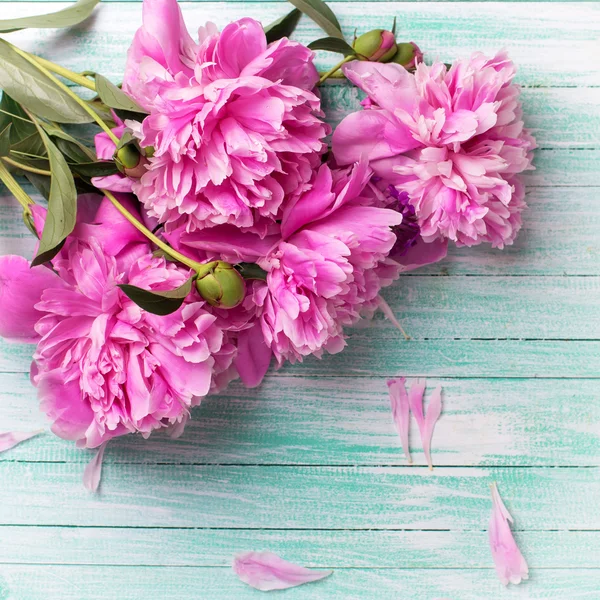 Verse roze pioenrozen — Stockfoto