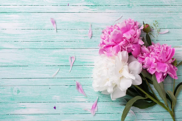 Vitt och rosa pioner blommor — Stockfoto