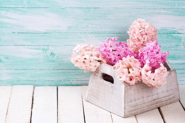 Fresh  blush pink hyacinths — Stock Photo, Image