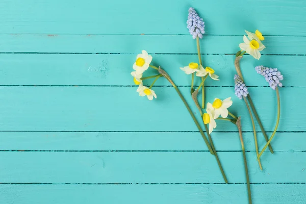 Čerstvé květy narcisů a muscaries — Stock fotografie