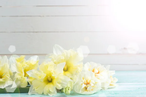 Yellow narcissus flowers — Stock Photo, Image