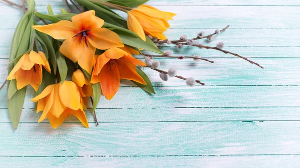 Frische Tulpen und Weidenblumen — Stockfoto