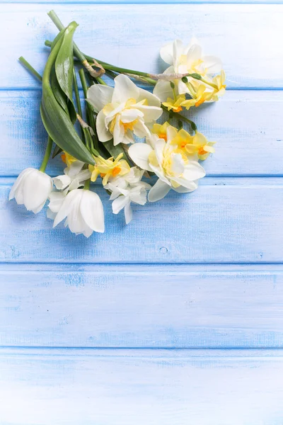 Narcisse et fleurs de tulipes — Photo