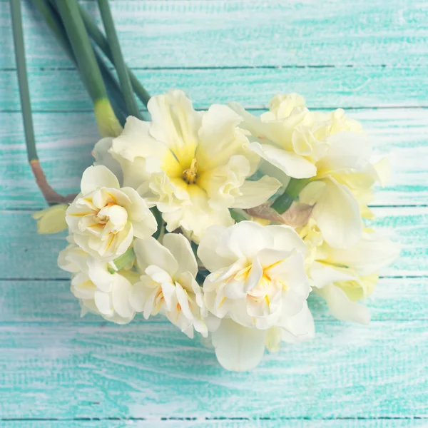 Flores de narcisos concurso fresco — Fotografia de Stock