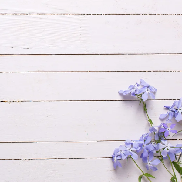 Hintergrund mit blauen Blumen — Stockfoto