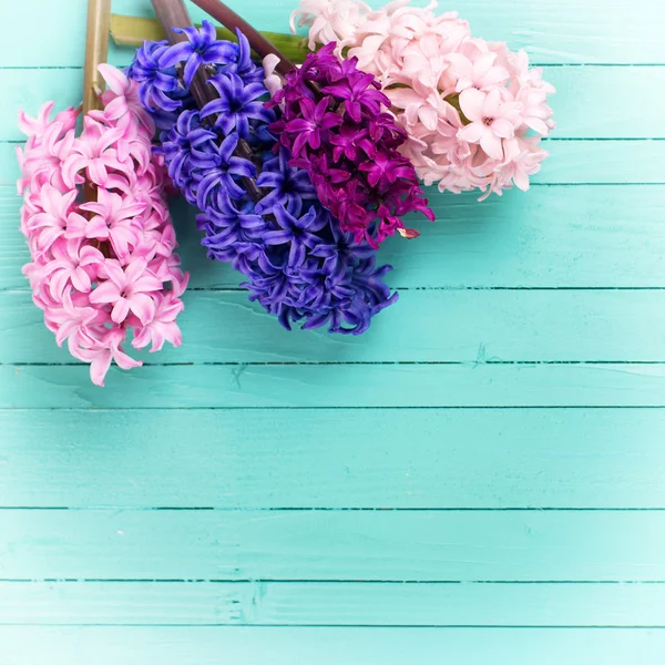 Hyazinthen mit frischen Blumen — Stockfoto