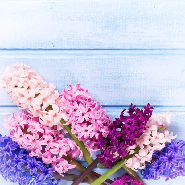 Jacintos de flores frescas —  Fotos de Stock