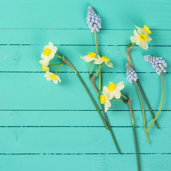 Fresh flowers daffodils and muscaries — Stock Photo, Image