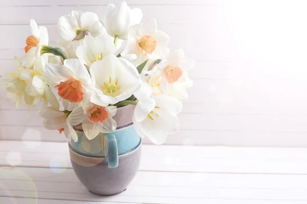 Narciso fresco in tazze — Foto Stock