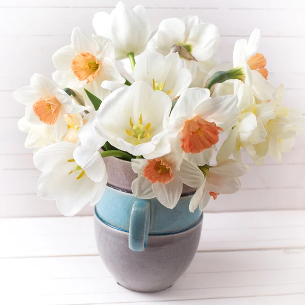 Fresh narcissus in cups — Stock Photo, Image