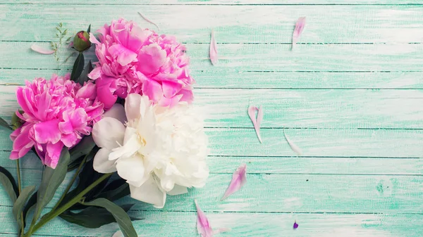 Peônias brancas e rosa-rosadas — Fotografia de Stock