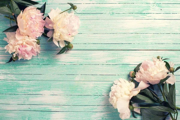 Flores de peonías rosadas —  Fotos de Stock