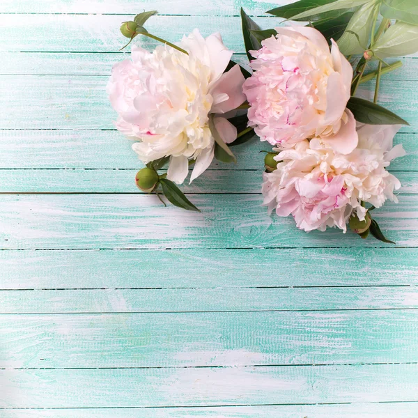 Pink  peonies flowers — Stock Photo, Image