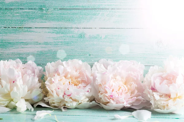 Peonie fiori in raggio di luce — Foto Stock