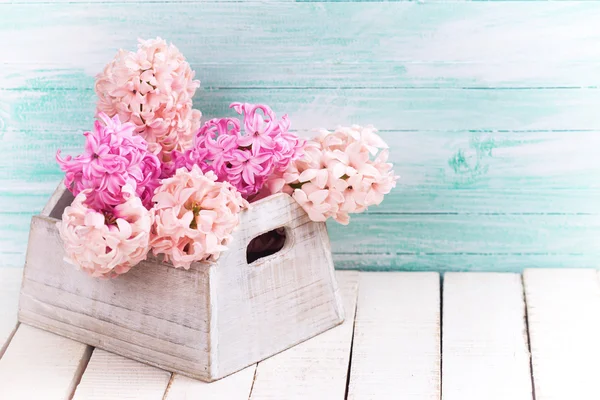 Fresh pink hyacinths — Stock Photo, Image