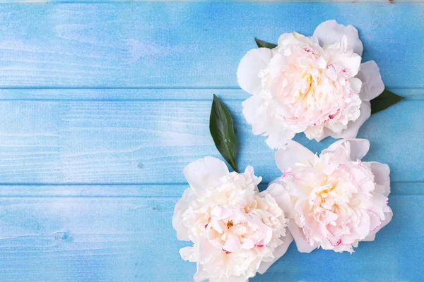 Espléndidas flores de peonías blancas —  Fotos de Stock