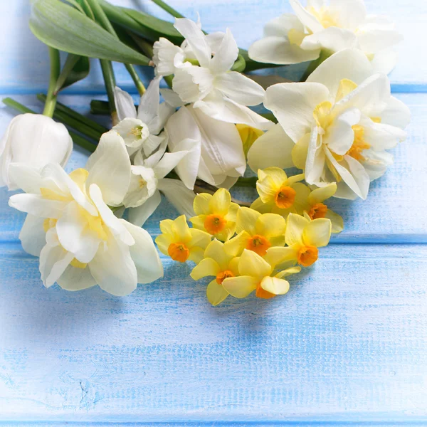 Verse narcissen bloemen — Stockfoto