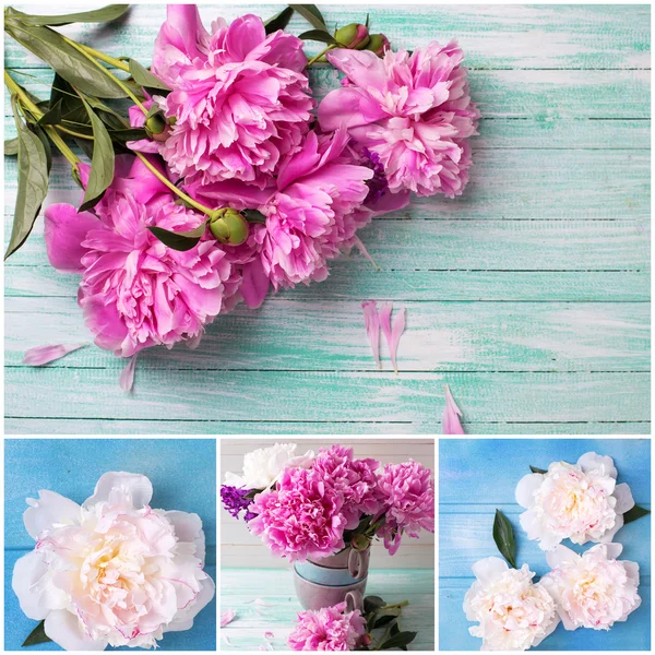 Collage con fiori di peonia — Foto Stock