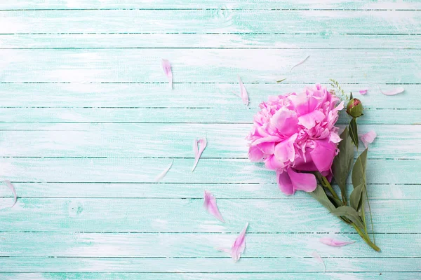 Flor de peónia rosa — Fotografia de Stock