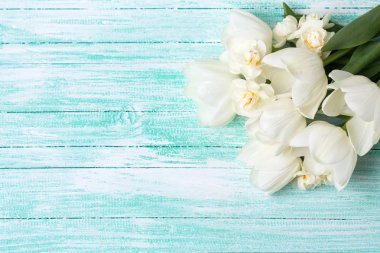 arka plan beyaz Lale ile