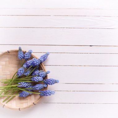 Taze bahar mavi muscaries