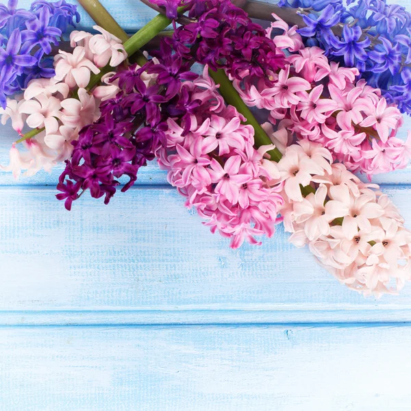 Verse bloemen hyacynths — Stockfoto