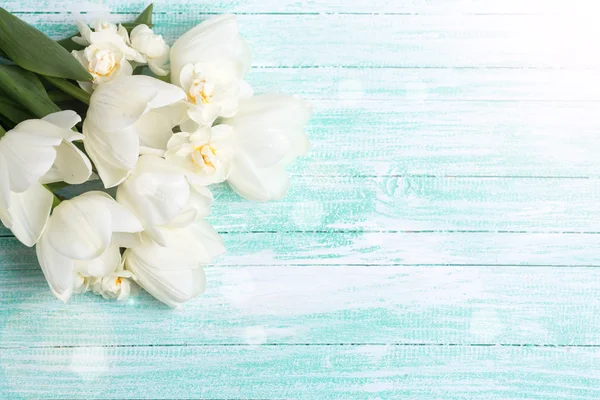 白色郁金香和水仙 — 图库照片