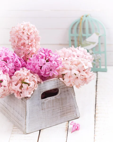 Tender hyacinths in box — Stock Photo, Image