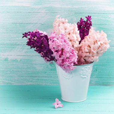 taze pembe, mor sümbül kova
