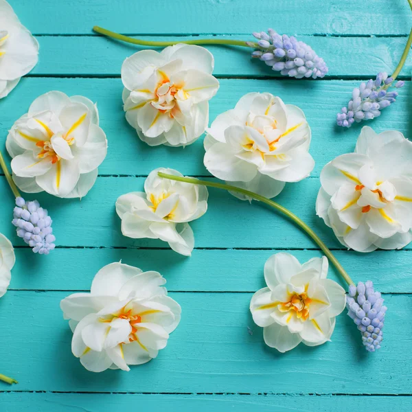 Vita narcisser och blå muscaries blommor — Stockfoto