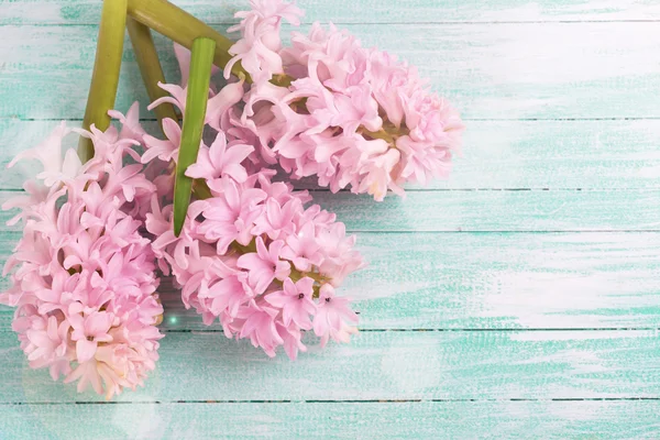Fresh pink hyacinths — Stock Photo, Image