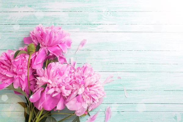 Flores de peônias rosa — Fotografia de Stock