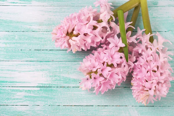 Färska hyacinter blommor — Stockfoto