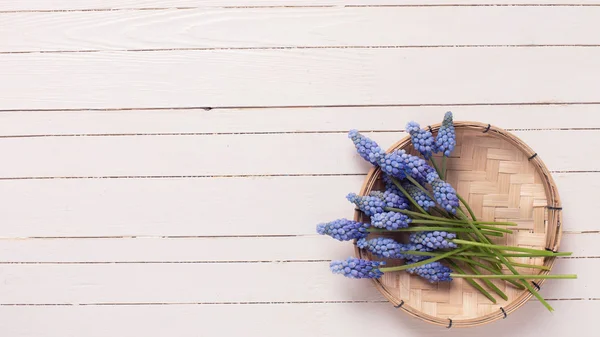 Muscarie fiori su legno bianco — Foto Stock
