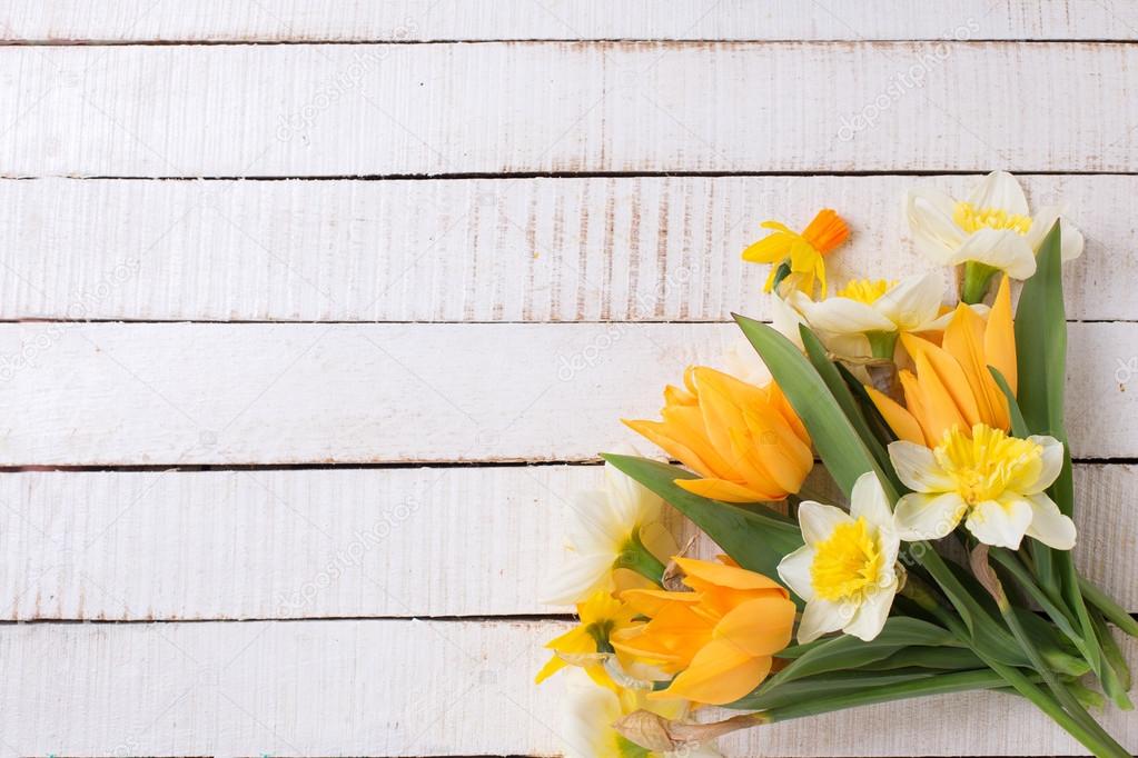 daffodil